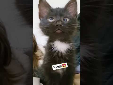 Haaa! 😍 Viral Cat Saying Huh Meme