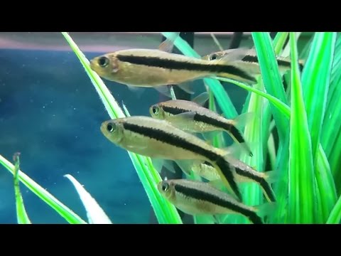 Watch Video on YouTube