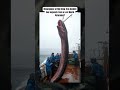 Resurgence of the Deep: Are Ancient Sea Serpents from a Lost World Returning?  #new #reels #fishing