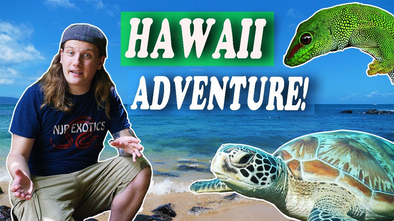 Finding Reptiles in HAWAII!