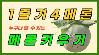 메론수확했어요. 누구나 키울수있는 메론재배 후숙과일메론 맛있네요