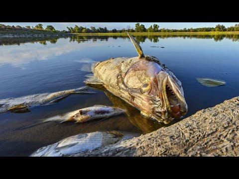 Ποταμός Όντερ: Οι τοξικολογικές αναμένεται να λύσουν το μυστήριο του θανάτου των ψαριών