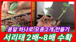 콩알 하나로 모종 2개 만들기 2배~8배 수확 서리태 삽목~ 서리태 청자5호,귀족서리태,서리태심는 시기,재배…