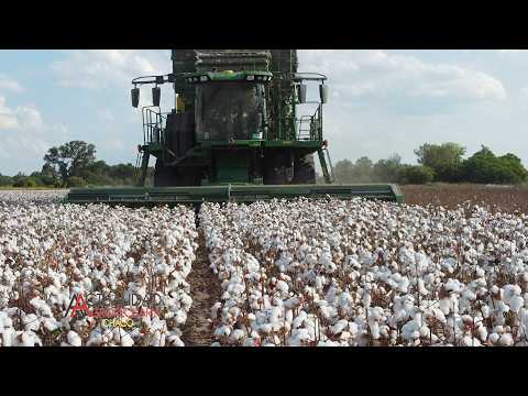 COSECHA DEL CULTIVO DE ALGODÓN - ZONA JUAN JOSE CASTELLI - CHACO - SR. CRISTIAN TALALAY.
