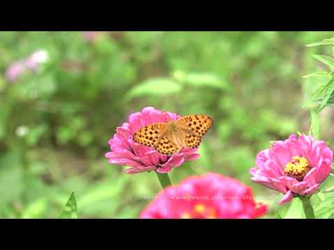 ウラギンスジヒョウモンとオオウラギンスジヒョウモン　