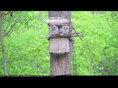 Elder Owlet "Hickory" Branches! | WBU Barred Owl Cam – May 13, 2021