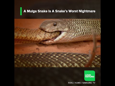 A Mulga Snake Is Another Snake’s Worst Nightmare