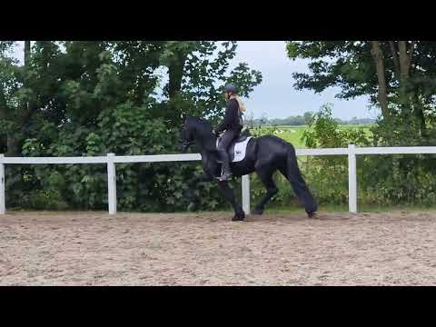 Stal Okkema's Ids - Jasper x Thomas - Stallion - 2018