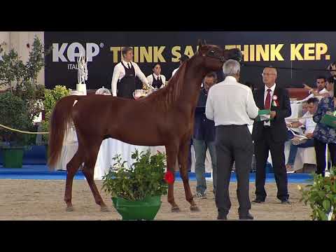 N.59 PICASSO DI MAR - Italian Nationals 2018 - 2 Years Old Colts (Class 5)