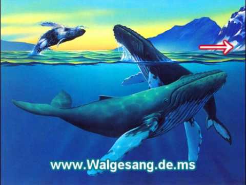 Wal Musik - Wal Lied - Entspannungsmusik Unterwasser mit Waltönen / Wal Geräuschen