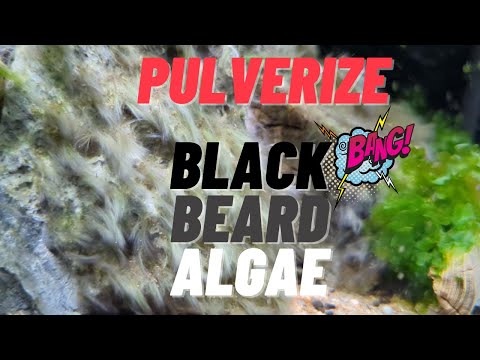 Eliminate Black Beard Algae 🧔🏻‍♂️🌱 and Prevent Its Return: A Comprehensive Guide #blackbeard