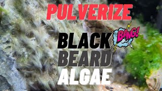 Eliminate Black Beard Algae 🧔🏻‍♂️🌱 and Prevent Its Return: A Comprehensive Guide #blackbeard