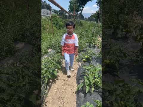 Garv at tomato field