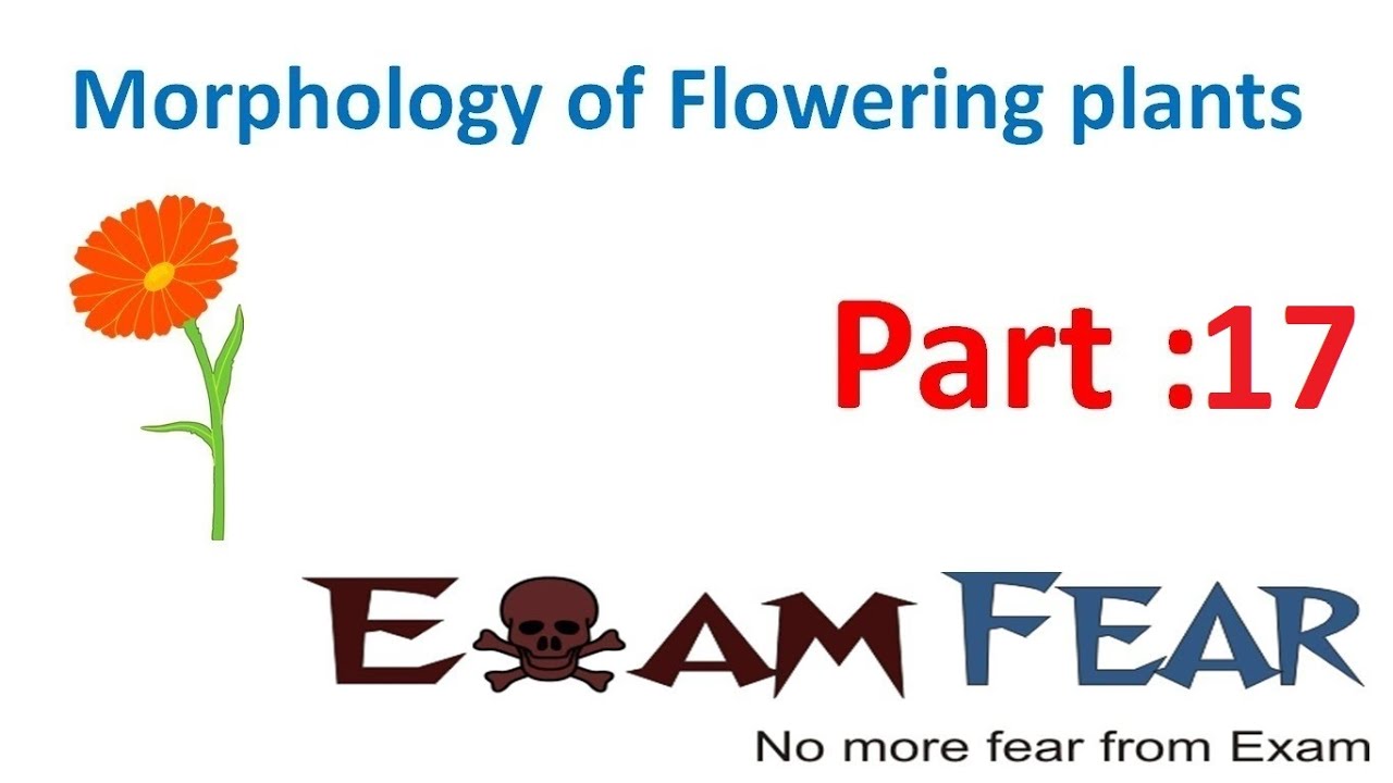 Biology Morphology of Flowering Plants part 17 (Phyllotaxy :Alternate, opposite) CBSE class 11