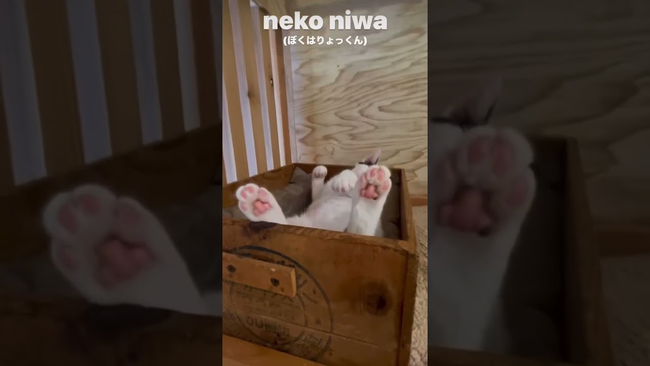 にゃヌー        #保護猫 #ねこ