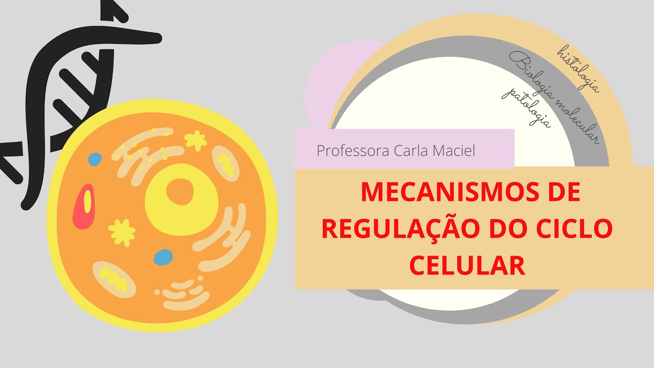 Mecanismos de regulação do ciclo celular.