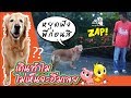 Pandaกล่าว เดินทำไมไม่เห็นจะอิ่มเลย L ห�