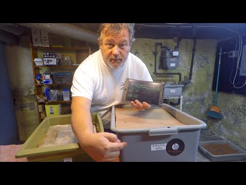 More adult African nightcrawler worms separated from babies - vermicompost