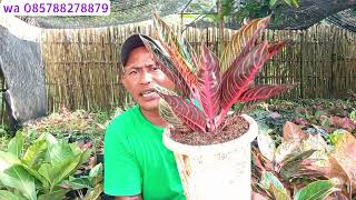 Download lagu Wow... Lush Aglaonema Clusters at Affordable Prices! mp3