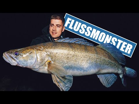 MONSTER ZANDER from the shore!