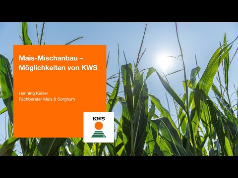 Mais-Mischanbau – Möglichkeiten von KWS