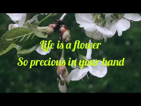 Ace of Base - Life Is a Flower (copy song) Lyrics