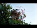 A Chef S Life Funders Ads