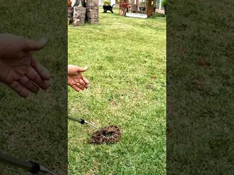 CASCAVEL - CUIDADO 😱 #shorts