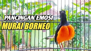Download lagu BIKIN MURAI LAIN EMOSI..PANCINGAN GACOR MURAI BORNEO KALIMANTAN mp3