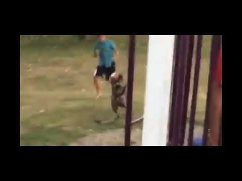 Kid getting chased by a dog (very funny)
