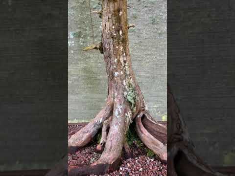 The Australian Bonsai Gallery - Dorrigo