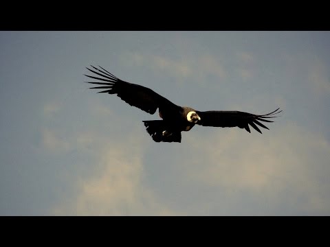 Argentina - Andean Condors