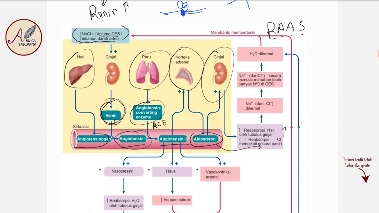 Fisiologi Ginjal RAAS - Renin Angiotensin Aldosterone System