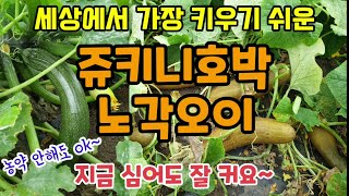 세상에서 가장 재배가 쉬운 쥬키니호박과 노각오이를 수확하였고 농약을 쓰지 않고도 건강하게 키울 수 있고 지금…