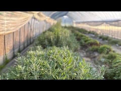 医療ビジネス薬科学科 ハーブ農場から実況中継🌿