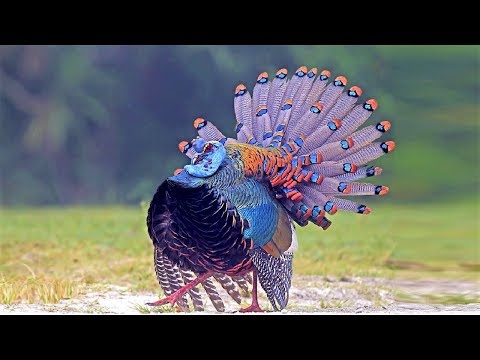 image-What is the origin of Turkey bird?