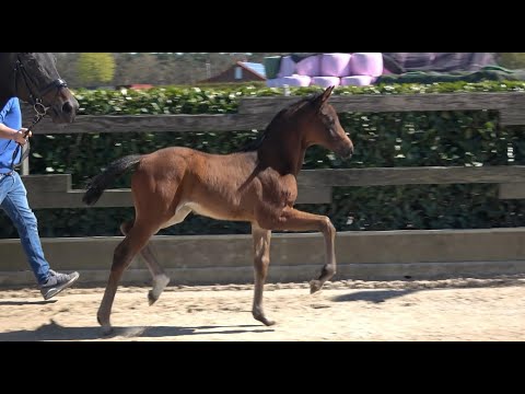 *2022 Stute von Bach - Grand Galaxy Win