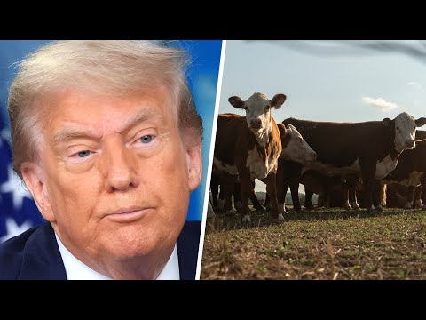 'It's ridiculous!': Red state farmers BLAST Trump admin's beef import plan