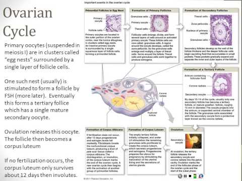 Reproductive System - Part 3