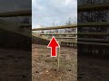 Build A Small Barn Or Shed In A Day Easy DIY Homesteading Project ️