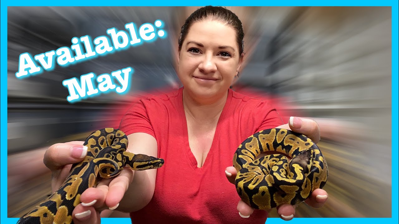 AVAILABLE BALL PYTHONS: May 2020 | Ball Python Breeding | Morphmarket