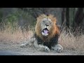Andy S Animal Alphabet Remastered