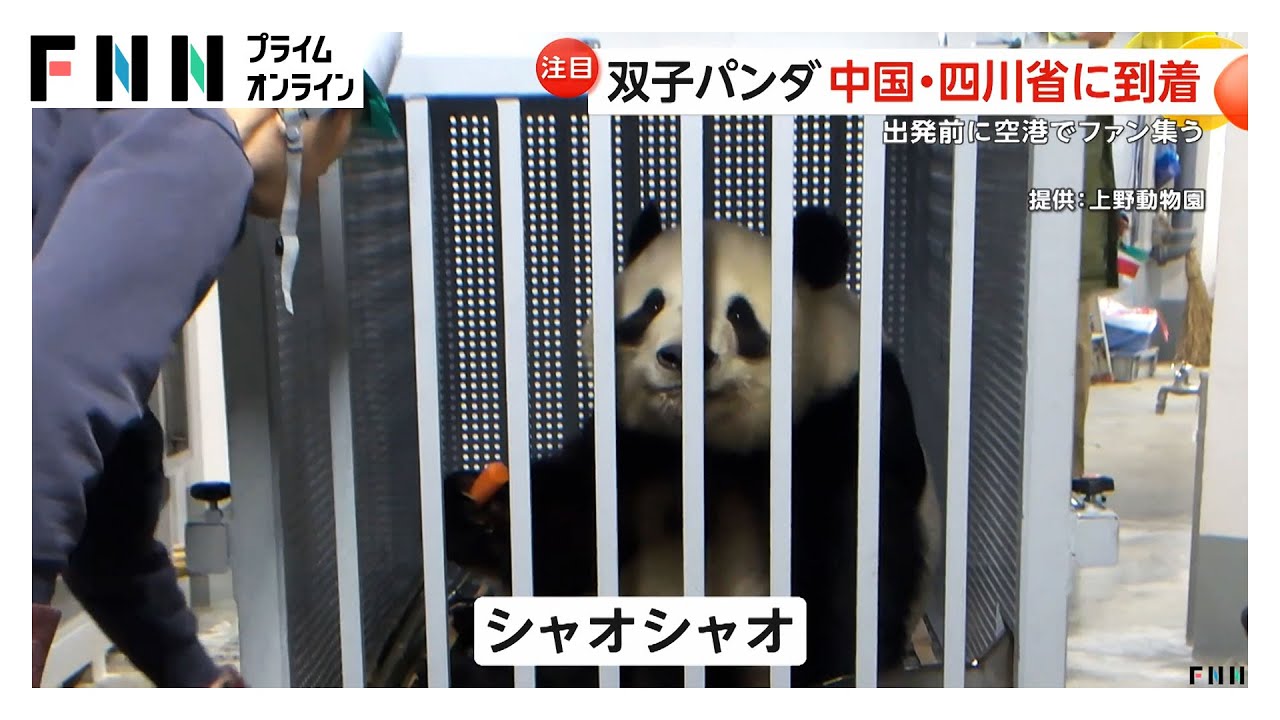 双子パンダ「シャオシャオ」「レイレイ」中国・四川省の保護センター到着「頑張れ！頑張れ！」涙するファンも   (2026年01月29日)