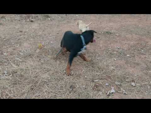 Rottweiler and labrador dog fighting