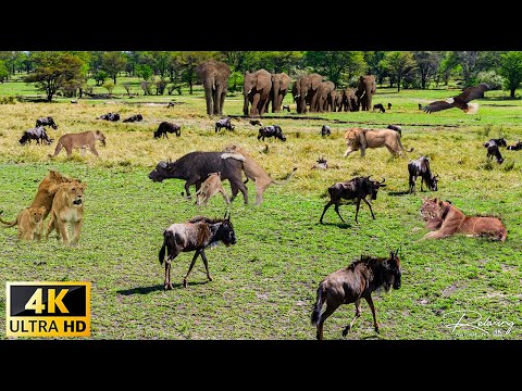 African Animals: Dorob National Park, Namibia Scenic Wildlife Film With Calming Music