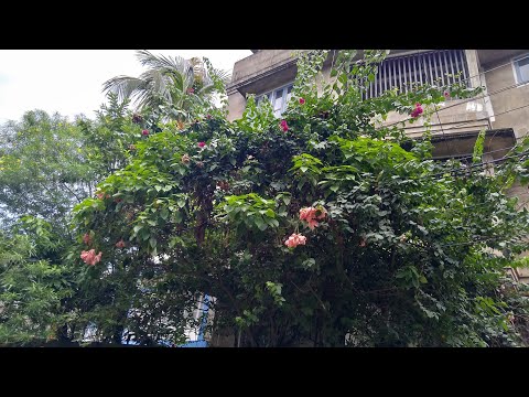 Gach Ta Onek Shundor Lagche ❤️☝️ #live #nature #trending 