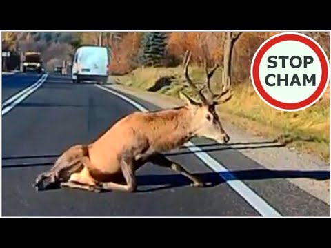 Uwaga! Zwierzęta na drodze #2 - [Nie dla wrażliwych +18]