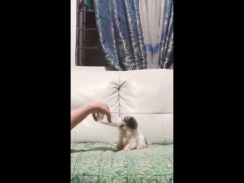 Shih Tzu Puppy Eating solid food @2mos old