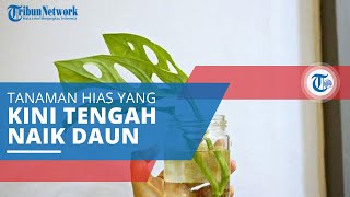 Janda Bolong (Monstera), Tanaman Hias yang Sedang Naik Daun di Indonesia