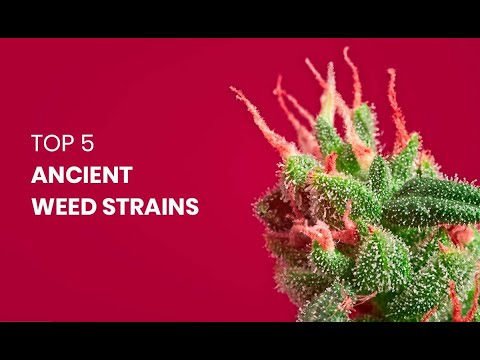 , title : 'Top 5 Ancient Weed Strains'